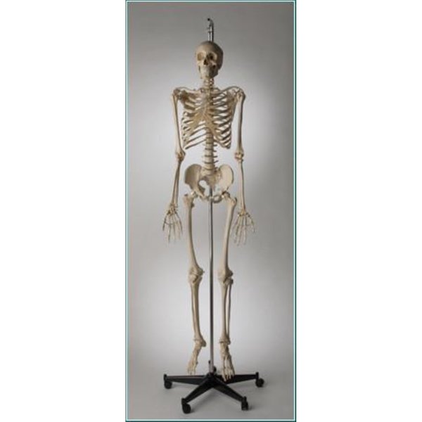 Denoyer-Geppert Anatomical Model, Prem Special Edition Skltn Hang up Mount S61SP